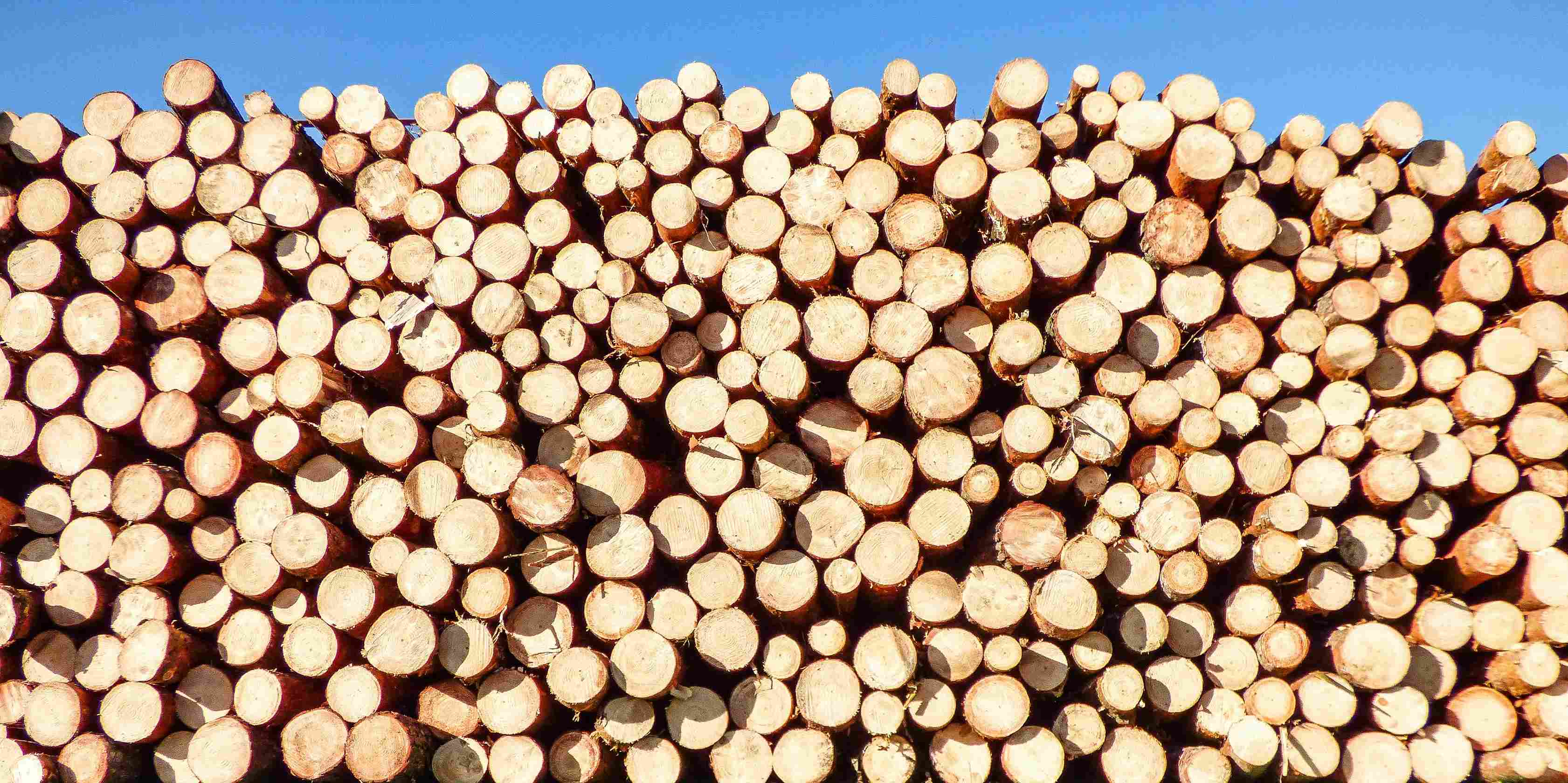 Sustainable Timber: The Future of Eco-Friendly Construction