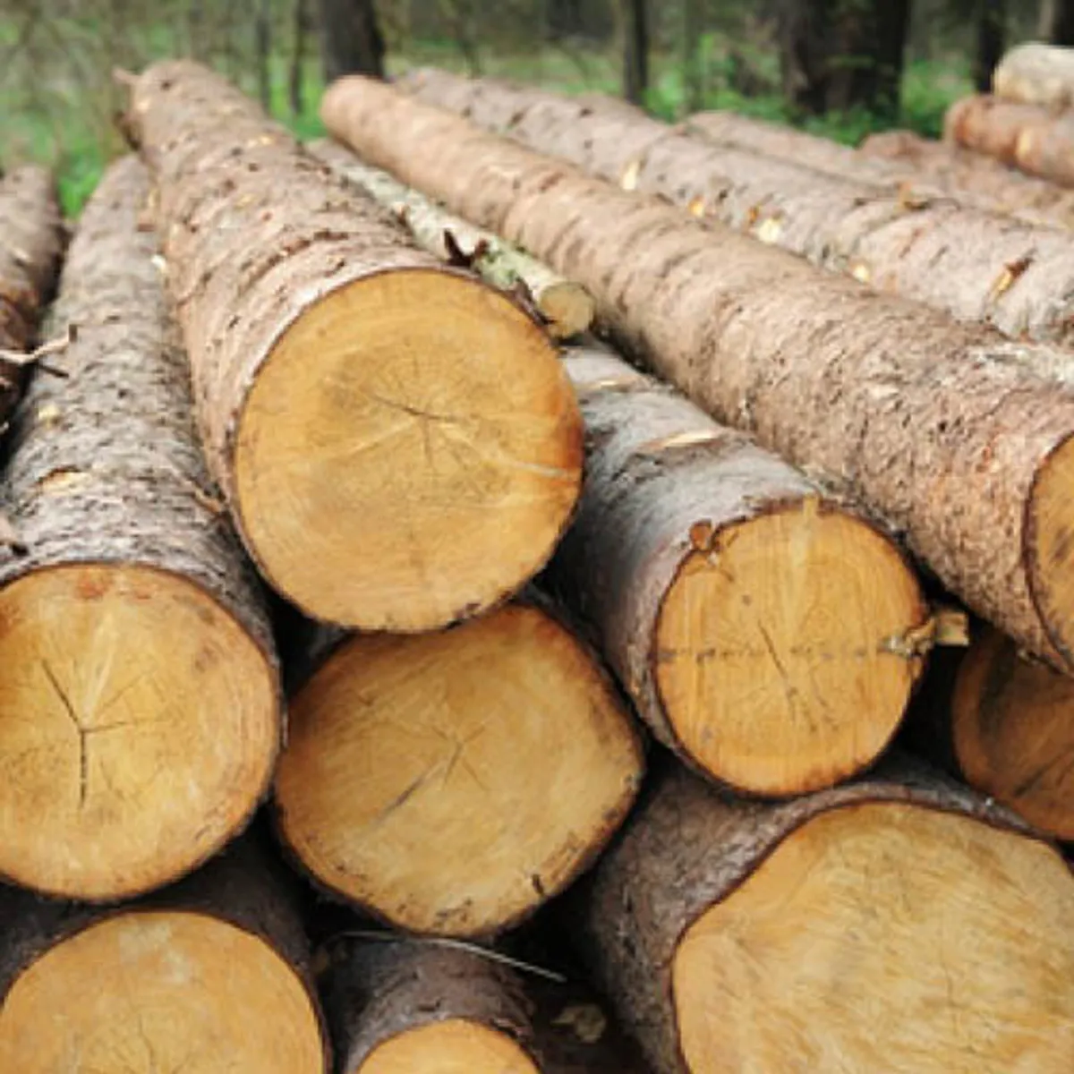 Southern Yellow Pine KD HT Logs