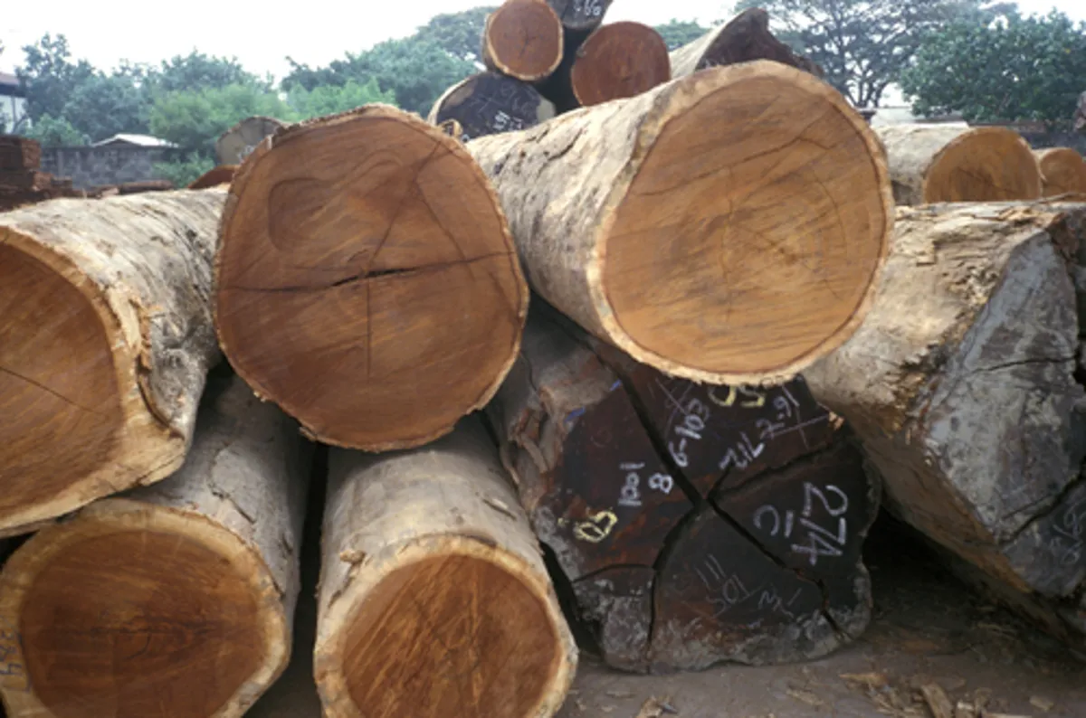Merbavu Logs / Sizes (Honne) 