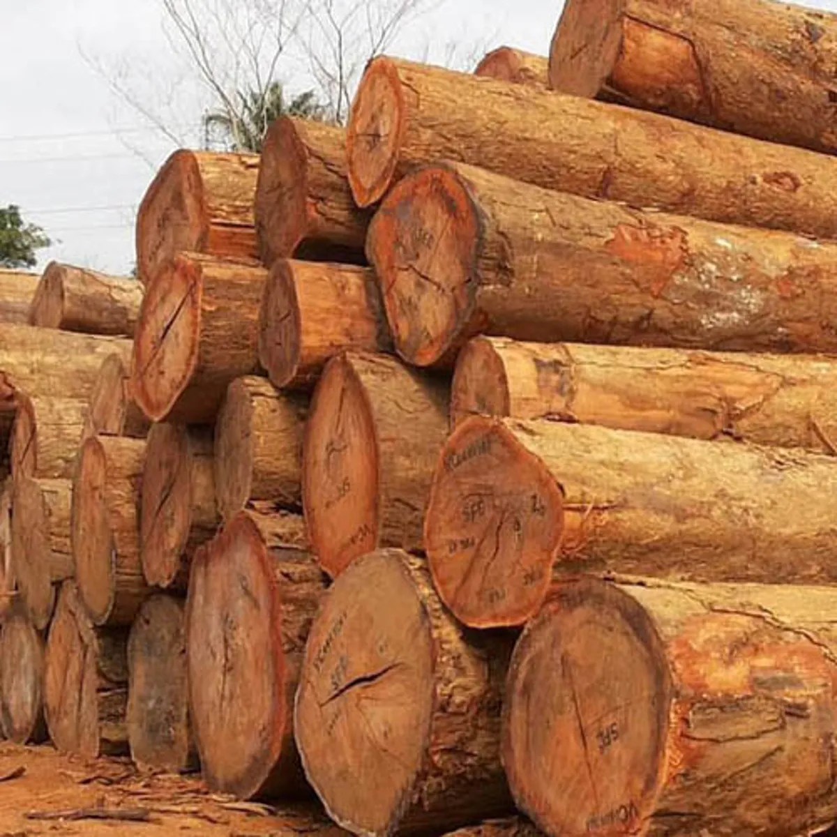 Malaysian Hardwood Logs / Sizes 